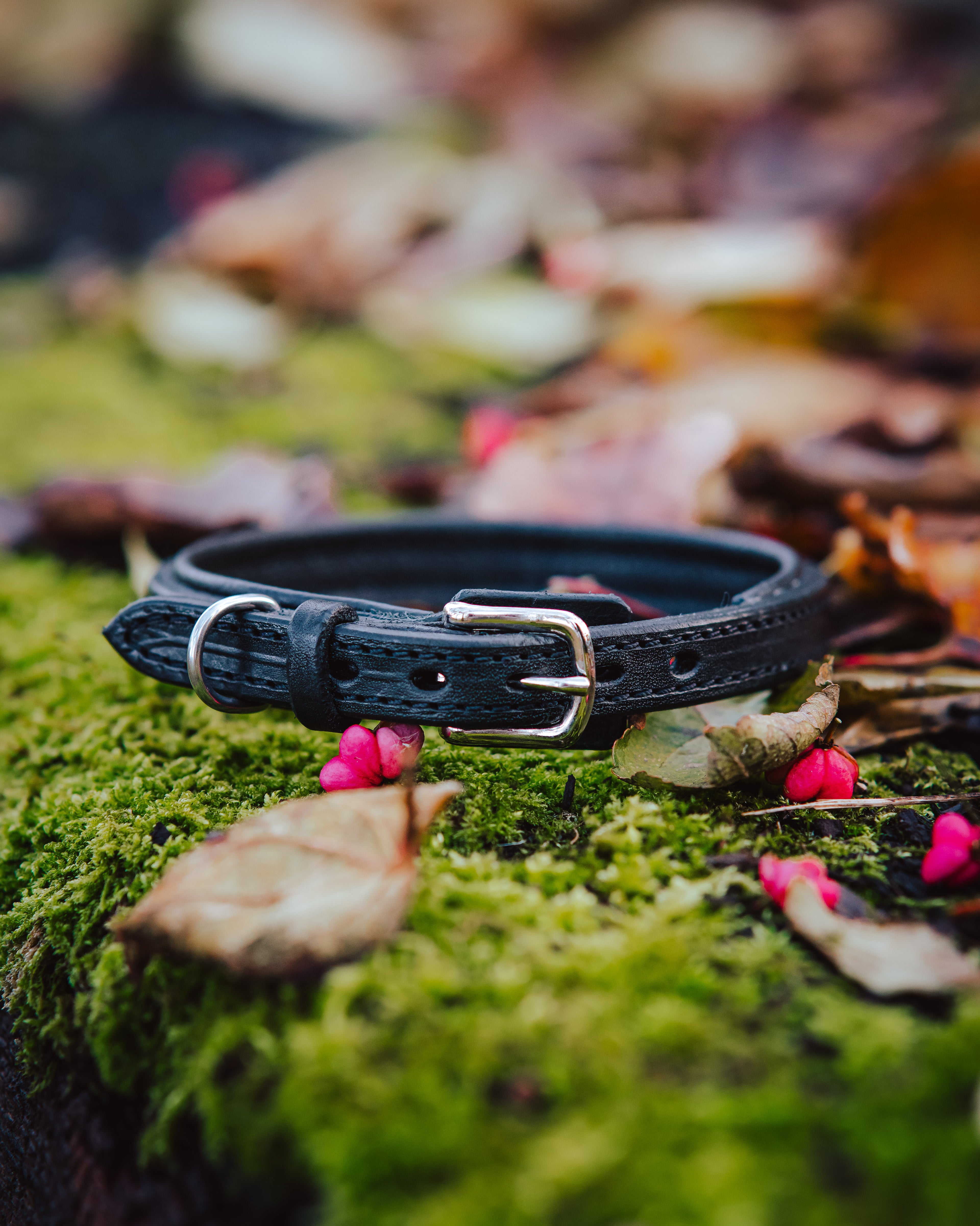 Hundehalsband - Classic