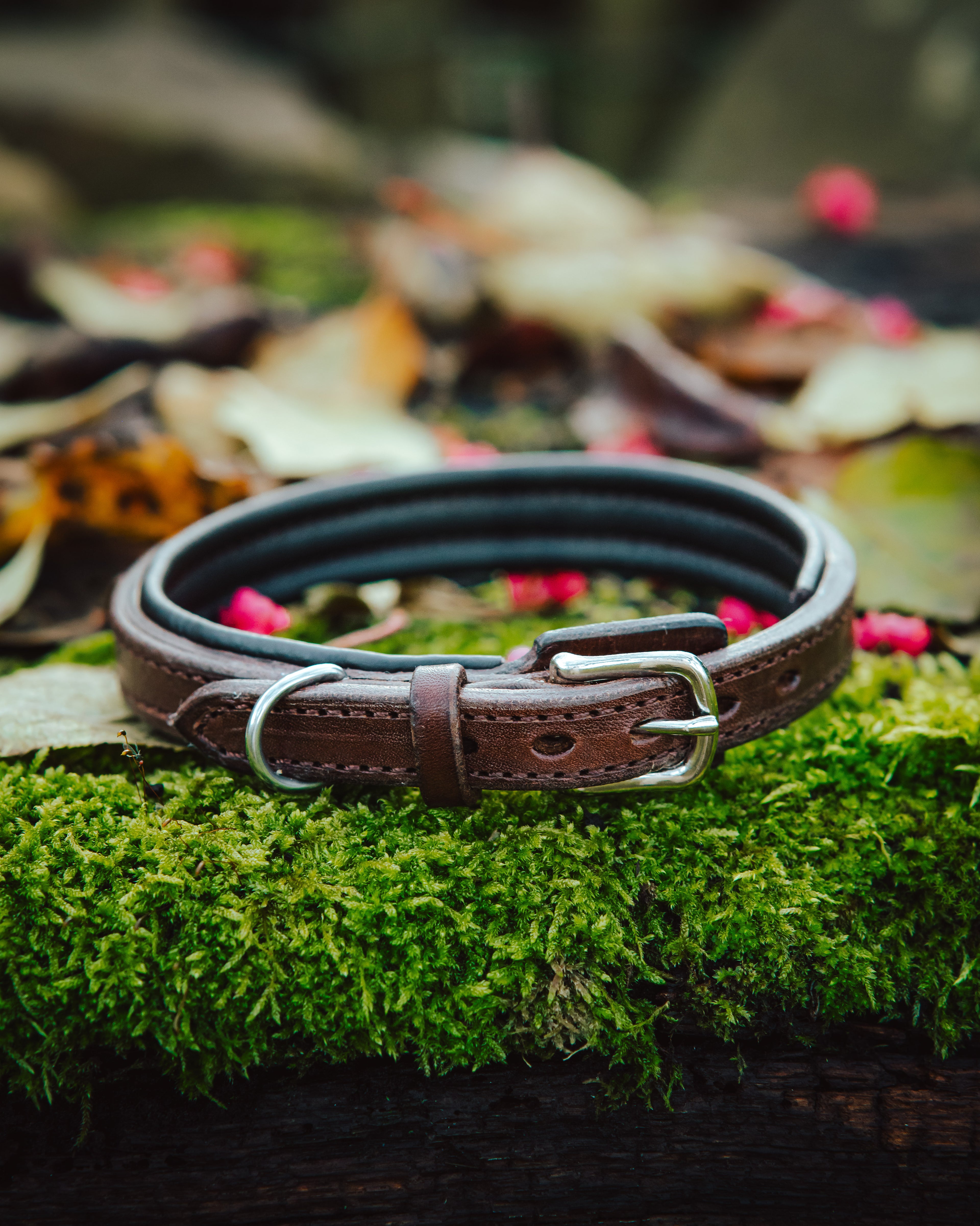 Hundehalsband - Classic