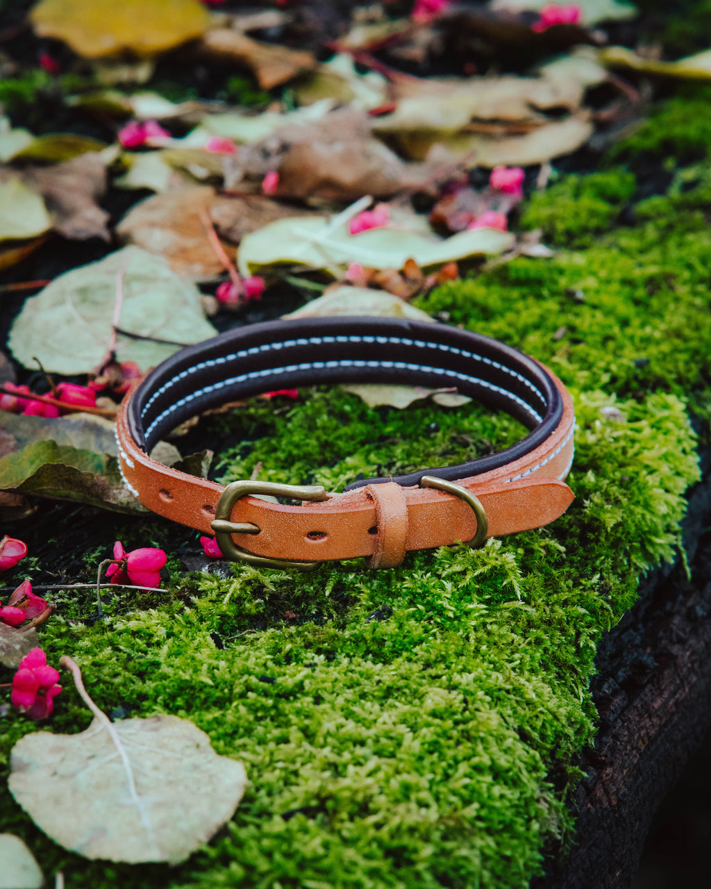 Hundehalsband - Classic