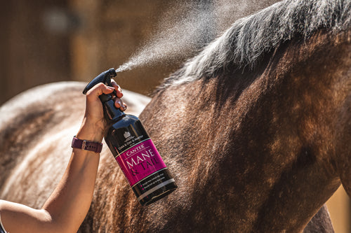 CARR & DAY & MARTIN Canter Mane & Tail