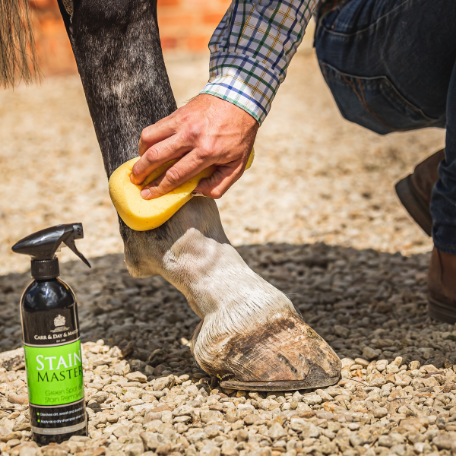 CARR & DAY & MARTIN Stainmaster