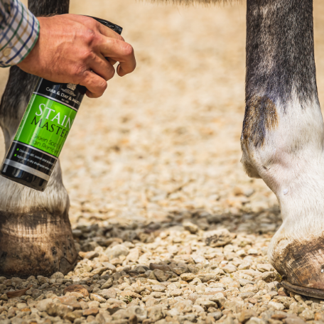 CARR & DAY & MARTIN Stainmaster